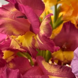 Meet your Posher, Hanna